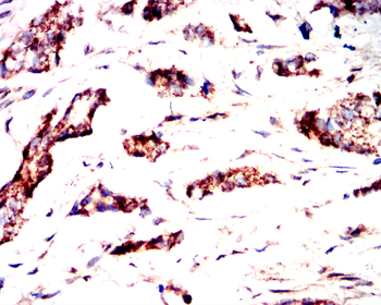 IL5 Rabbit Polyclonal Antibody