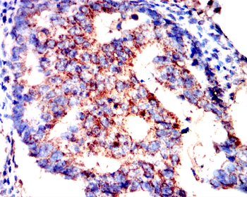 IL5 Rabbit Polyclonal Antibody