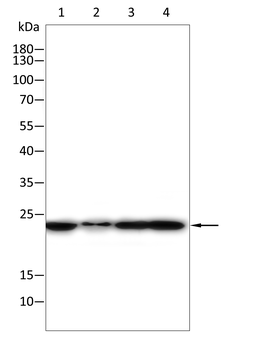 HSPB1 Antibody