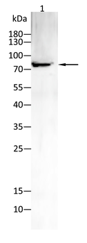 PRKCA Antibody