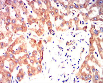 PRKCD Antibody