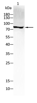 PRKCD Antibody