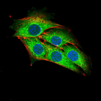 RTN4 Antibody