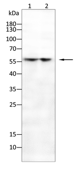 CYP1B1 Antibody