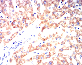 BMP4 Antibody