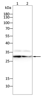 BAK1 Antibody