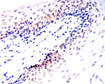 GATA1 Antibody