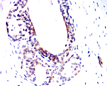 GATA1 Antibody