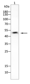 GATA1 Antibody