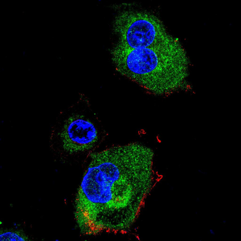NOS2 Antibody