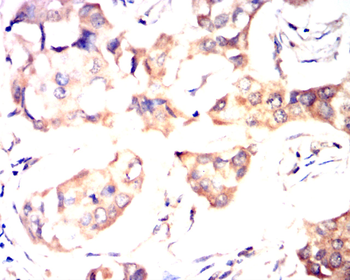 NOS2 Antibody