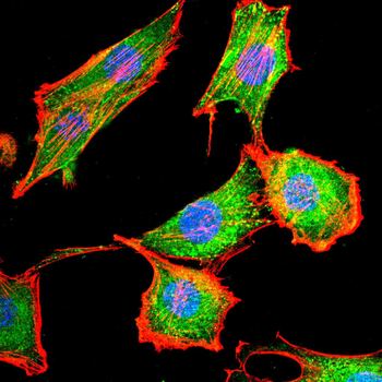 CA9 Antibody