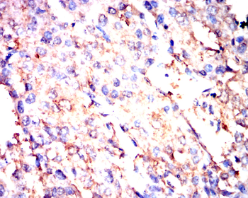 CASP8 Antibody
