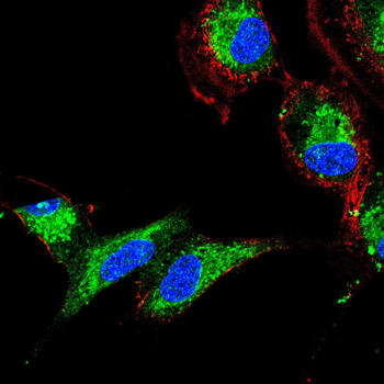 MLKL Antibody