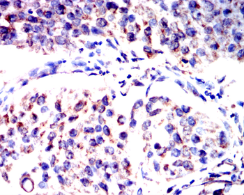 MLKL Antibody
