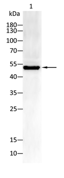 MLKL Antibody