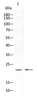 TOMM20 Antibody