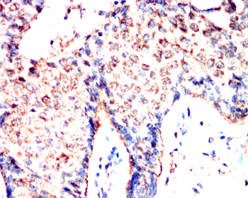 CASP1 Antibody