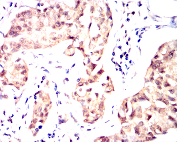 CASP1 Antibody