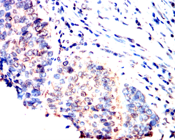 CASP1 Antibody