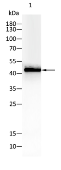 CASP1 Antibody