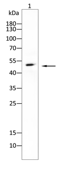 MEF2C Rabbit Polyclonal Antibody