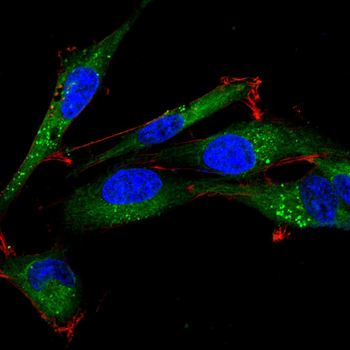 PTPRC Antibody