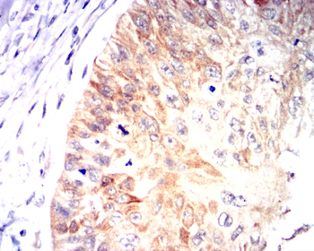 HIF1A Antibody