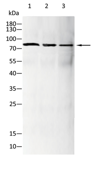 HIF1A Antibody