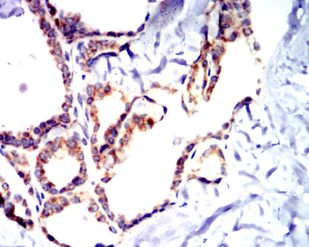 CCNA2 Antibody