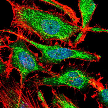 C3C Antibody