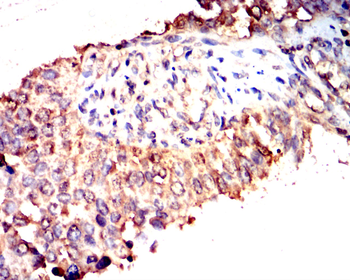 C3C Antibody