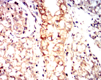 C3C Antibody