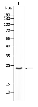 GSTP1 Antibody
