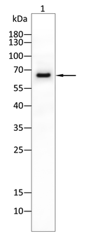 NRP1 Antibody
