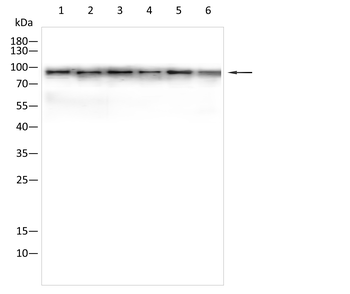 SIRT1 Antibody