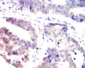 ERG Antibody
