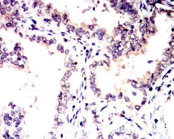 ERG Antibody
