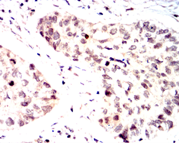 ERG Antibody