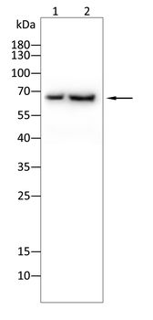 IFNAR1 Rabbit Polyclonal Antibody