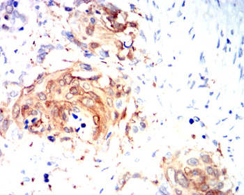 CCNB1 Antibody