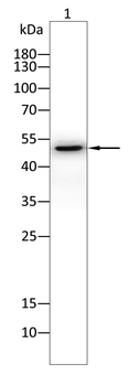 PTEN Antibody