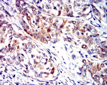 COL6A1 Antibody