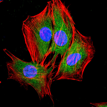 ATP1A1 Antibody