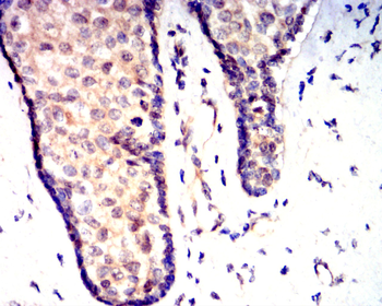 IRF3 Antibody