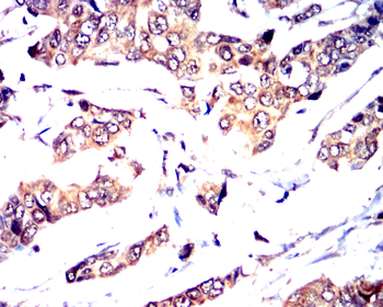 MAPK14 Antibody