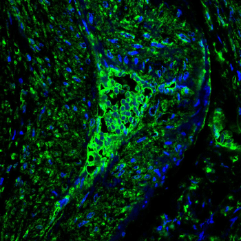 MAPK14 Antibody