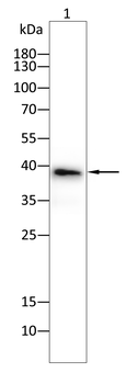 MAPK14 Antibody