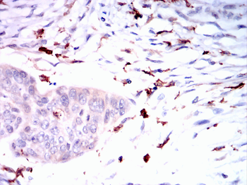AIF1 Antibody
