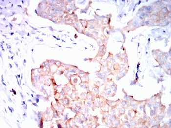 MUC1 Antibody